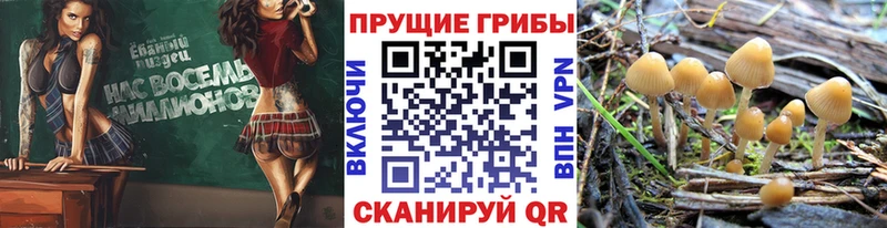 Галлюциногенные грибы GOLDEN TEACHER  где купить наркотик  Болотное 